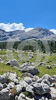 Green nature in the middle of the rocks.