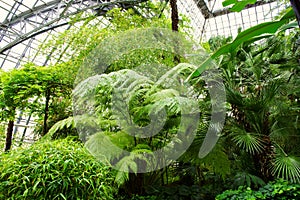 Green nature oasis in greenhouse background