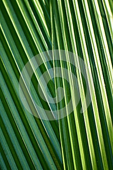 Green nature patterns for background