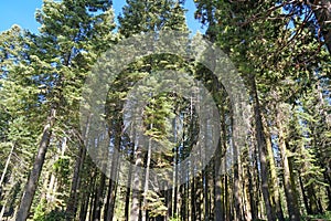 Green nature Pine tree background in yosemite national park - united states of america , california USA
