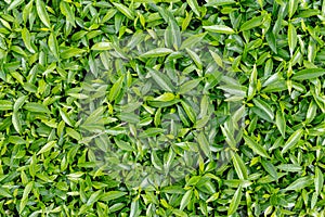 Green nature plant leaves for background