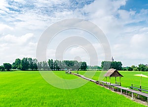 Green nature terraced rice field  with wooden walkway .Agriculture rural life growing rice farming with blue sky cloud landscape