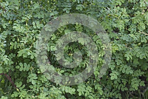 Green Nature Texture Pattern