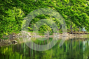 Green nature, tree branches over lake in reflection of water