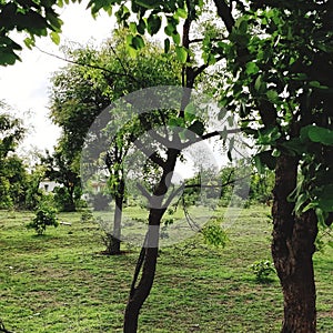 Green Nature Trees Grass Field Pleasent photo