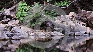 The green nature of the tropical forest has clear water. Koh Chang. Thailand