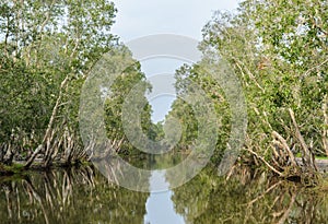 Green nature view of white samet tree