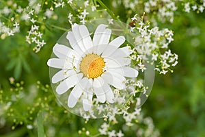 Green naturer with grass and chamomile flower on nature background. Floral spring, eco nature frame, fresh summer environment