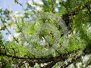 Green needles on a branch. Siberian larch