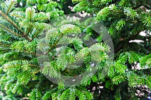 Green needles on the branches of a coniferous tree under bright sunlight. The photo is great as a background