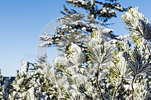 Green needles of a bush (Pinus mugo subsp. mugo) covered with frozen snow. Winter wind and frost activity