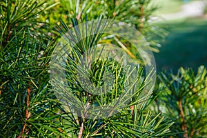 Green needles of coniferous tree