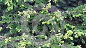 Green Needles of coniferous tree