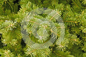 Green needles of coniferous tree