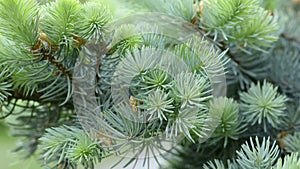 Green needles of fir tree