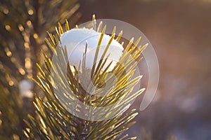 Green needles of a fir-tree in hoarfrost from a cap from the first dropped-out snow it is illuminated by beams of the sun