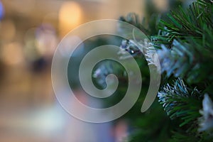 Green needles on spruce, fir, pine branches. Abstract blurred holiday background with Bokeh. Selective focus. Winter