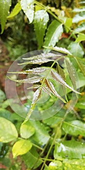 Green neem leaves with blurred background closeup image of the leaves of the neem