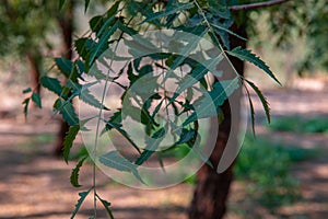 green neem leaves hanging from the tree