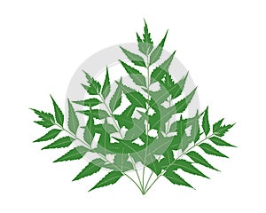 a green neem plant with leaves on white background, green leaves isolated on white