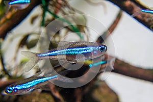 Green Neon Tetra