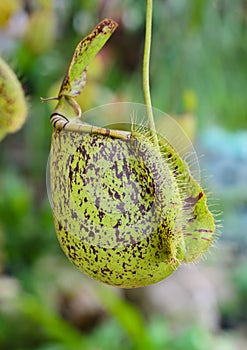 Green Nepenthes