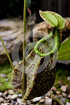 Green Nepenthes