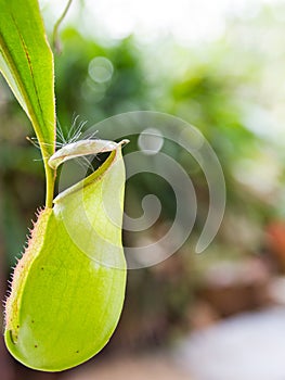 Green Nepenthes Mouth open slightly.