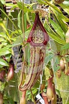 Green Nepenthes tropical carnivore plant.
