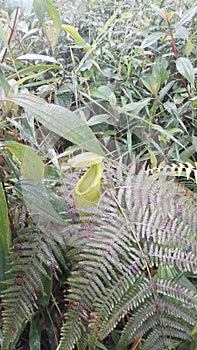 The green Nephentes in the forest photo
