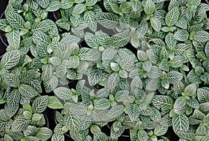 Green nerve plant leaves background