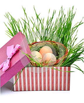 Green nest with eggs in the gift box