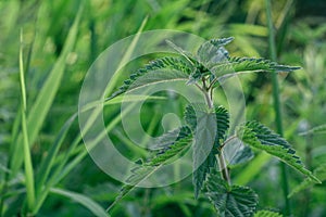 Green nettle, on background of blurred grass