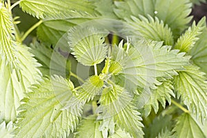 Green nettle with large leaves close-up, top view