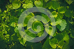 Green nettle leaf texture, forest plants background