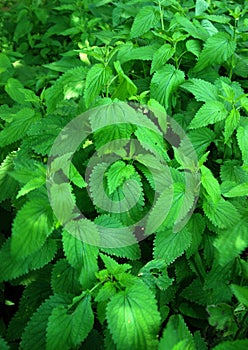 Green Nettle Leaves photo