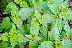 Green Nettles