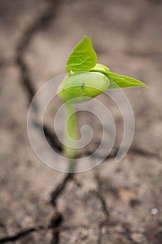 Green newborn sprout