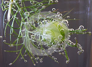 Green Nigella (Love in the Mist) Plants with Bubbles