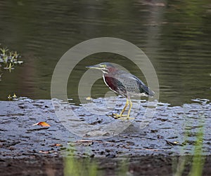 Green night heron or heron feeding on the muddy shore of tropical reservoir
