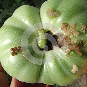 Green Noctua Caterpillar Eating a Green Tomato