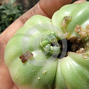 Green Noctua Caterpillar Eating a Green Tomato