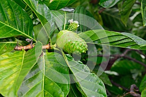 Green noni fruit also known as Morinda citrifolia