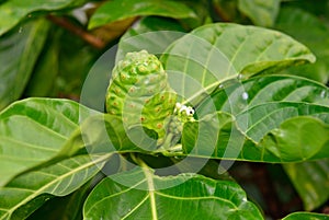 Green noni fruit also known as Morinda citrifolia