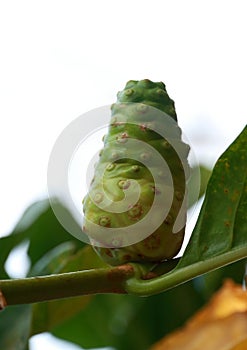 Green noni or Morinda citrifolia.