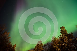 Green northern Lights swirling over trees in Leningrad region. Russia