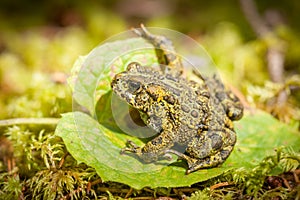 Green Northern Toad on Arnica Leaf