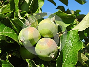 Green not ripe apples on branch, Lithuania