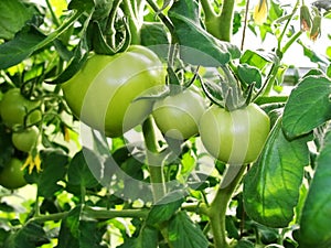 Green not ripe tomato fruit grows on a branch of a garden plant in a garden greenhouse among green leaves.