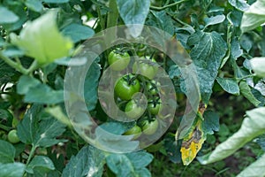 Green not yet ripe tomatoes in the greenhouse. Organic farming, tomato plants growth in greenhouse